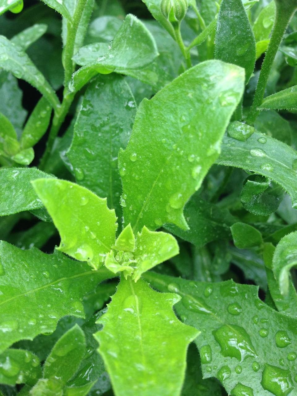 Osteospermum spp. leaf