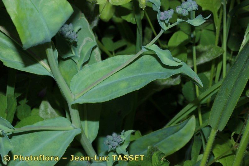 Iberodes commutata — related species from the same genus