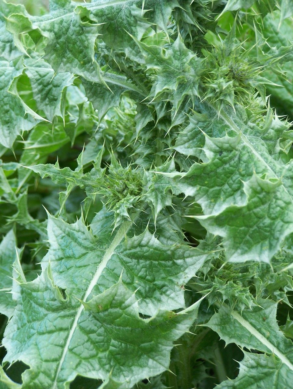 Carduus spachianus leaf