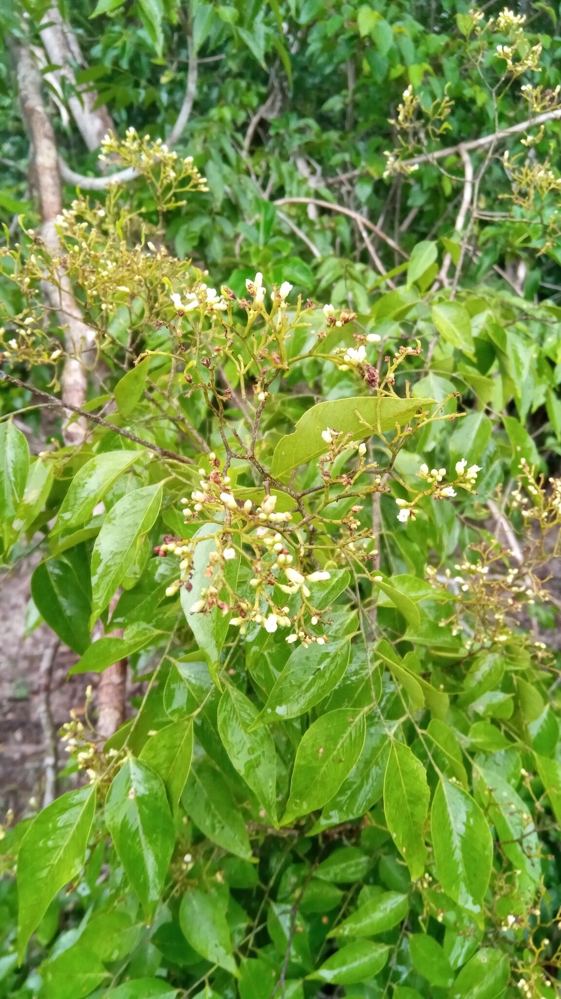 Dalbergia greveana flower