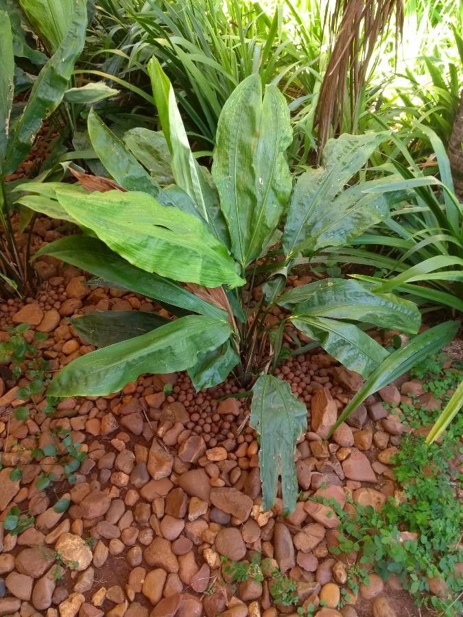 Cyclanthus bipartitus leaf