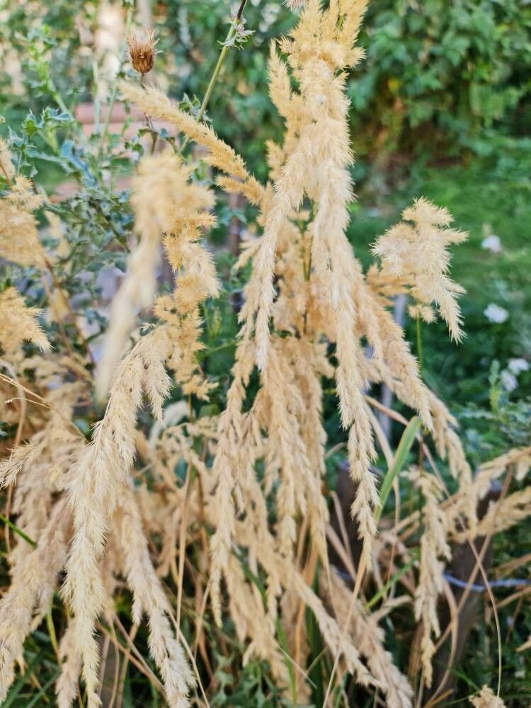 Calamagrostis pseudophragmites flower