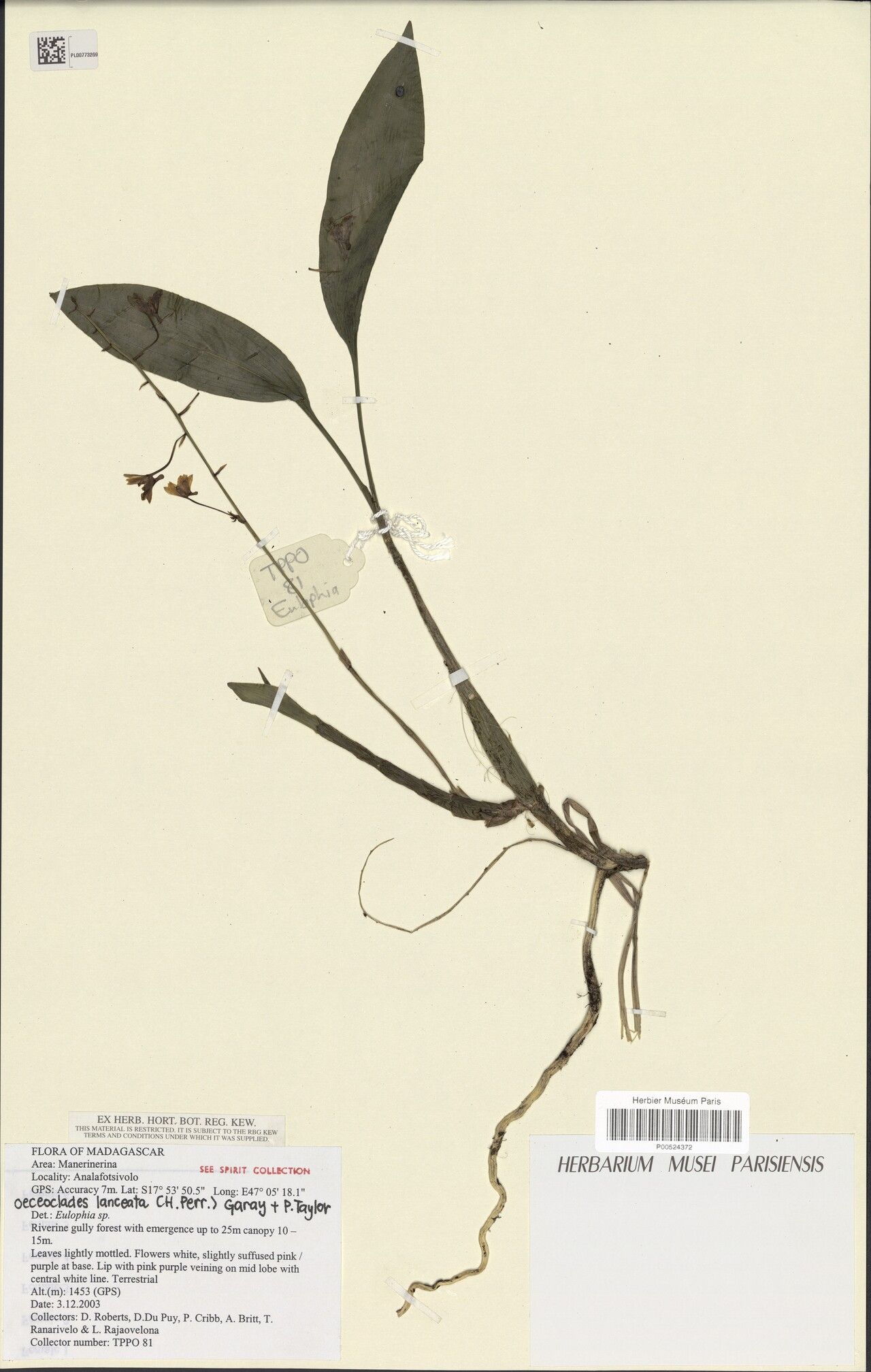 Eulophia lanceata — houseplant care guide