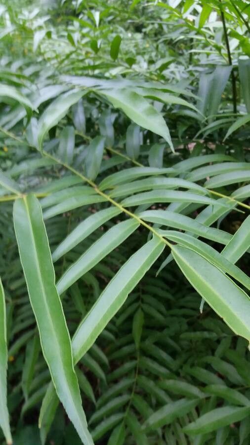 Phanerophlebia umbonata — houseplant care guide