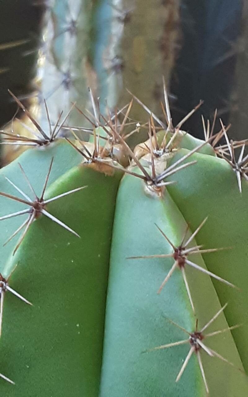 Myrtillocactus schenckii other