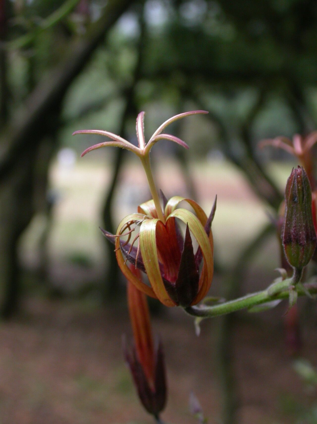 Musschia wollastonii flower