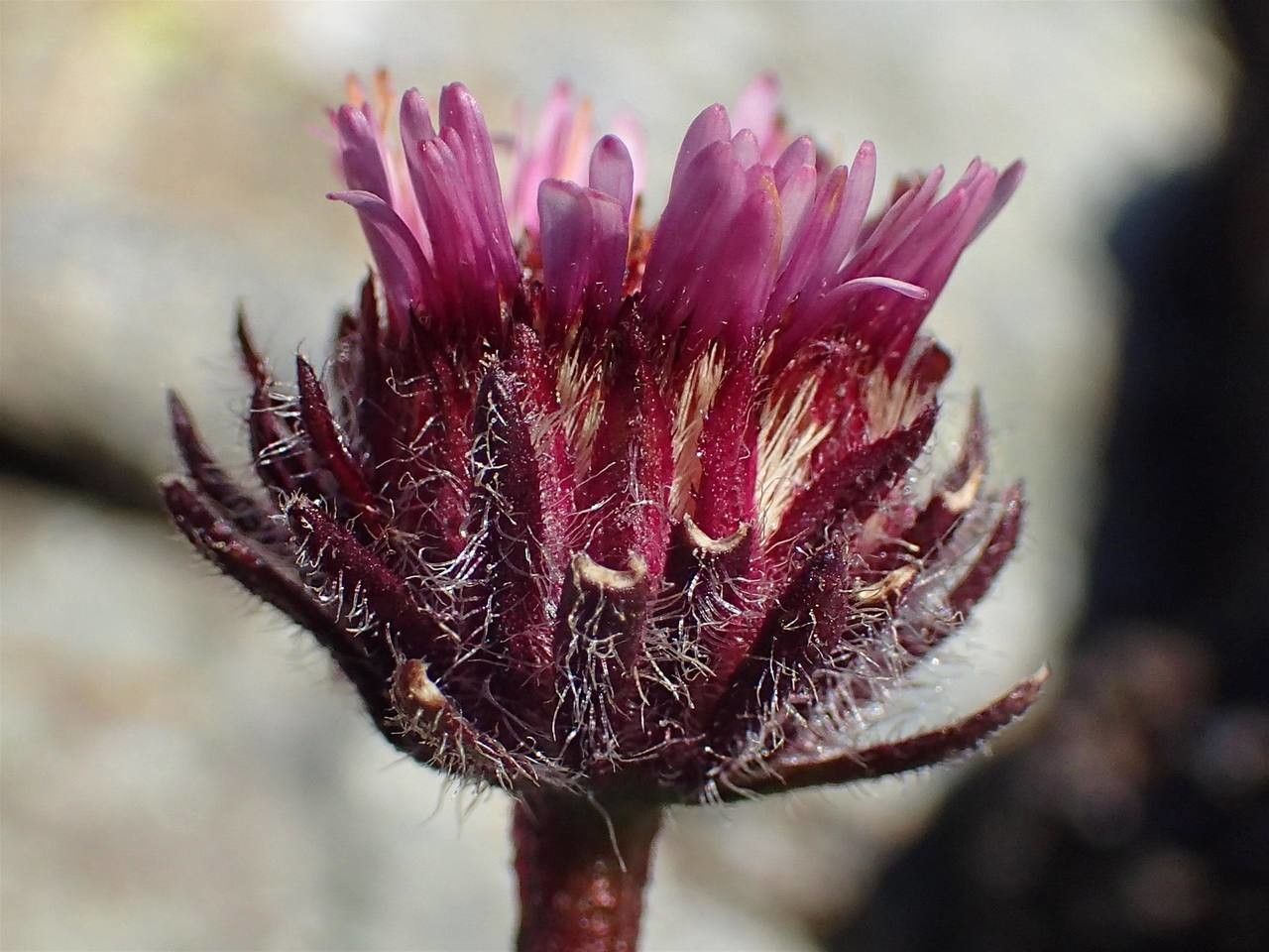 Erigeron uniflorus flower