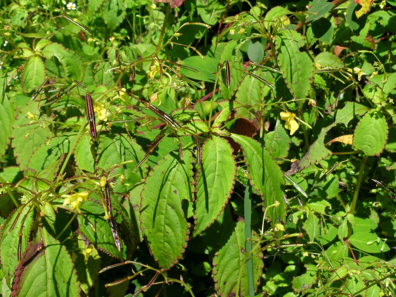 Impatiens racemosa habit