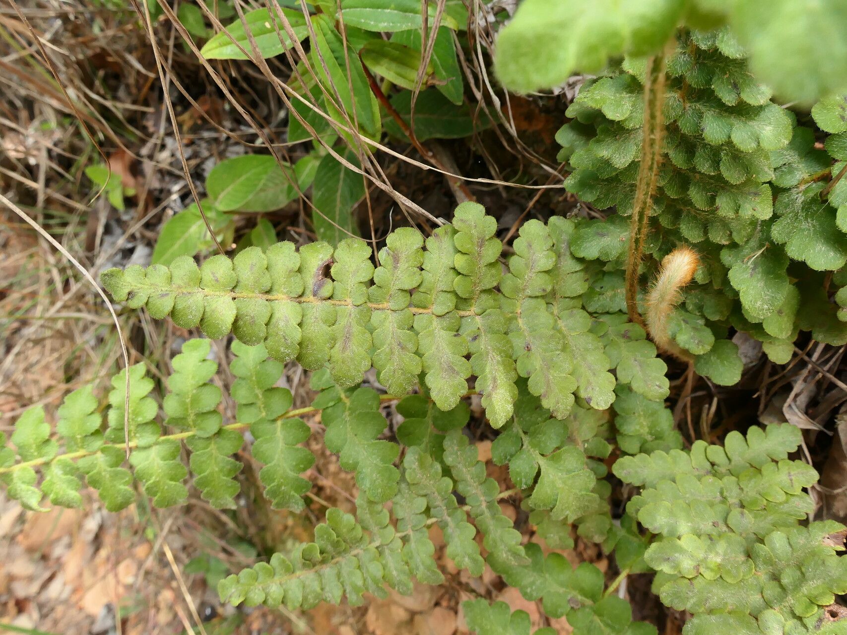 Anemia villosa — houseplant care guide