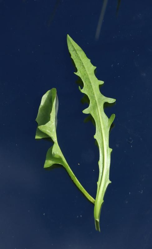 Taraxacum schroeterianum — search result for 'Taraxacum'