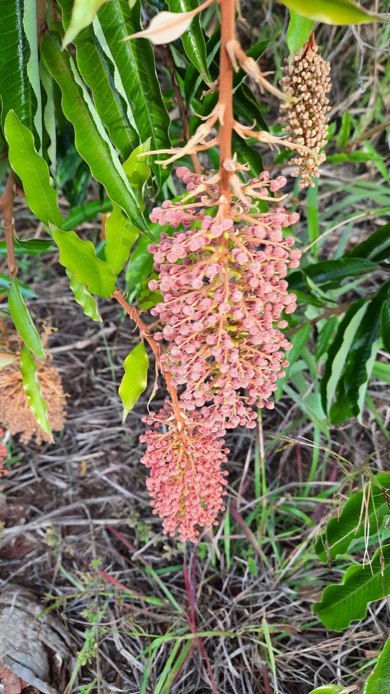 Mabea fistulifera flower
