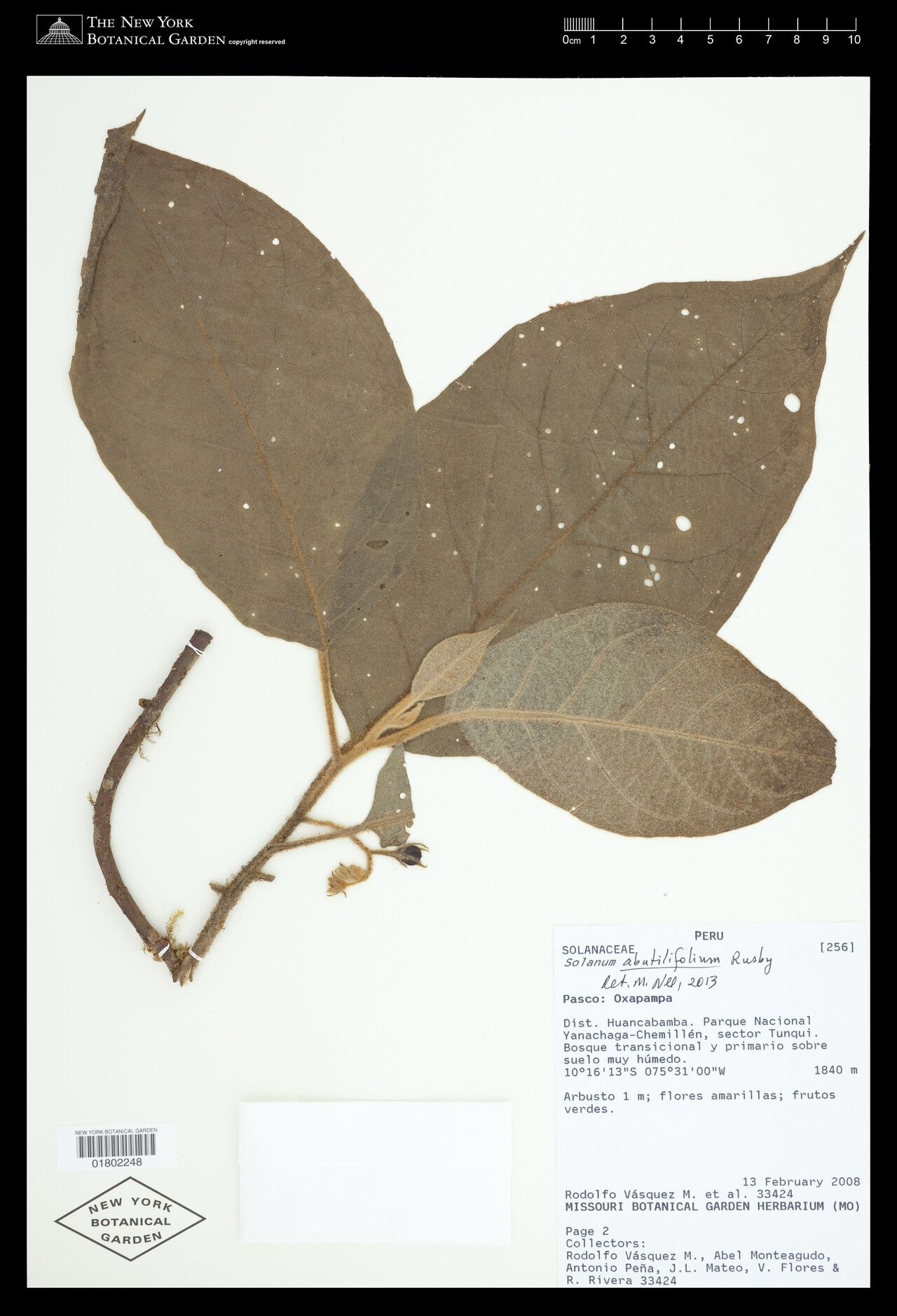 Solanum abutilifolium