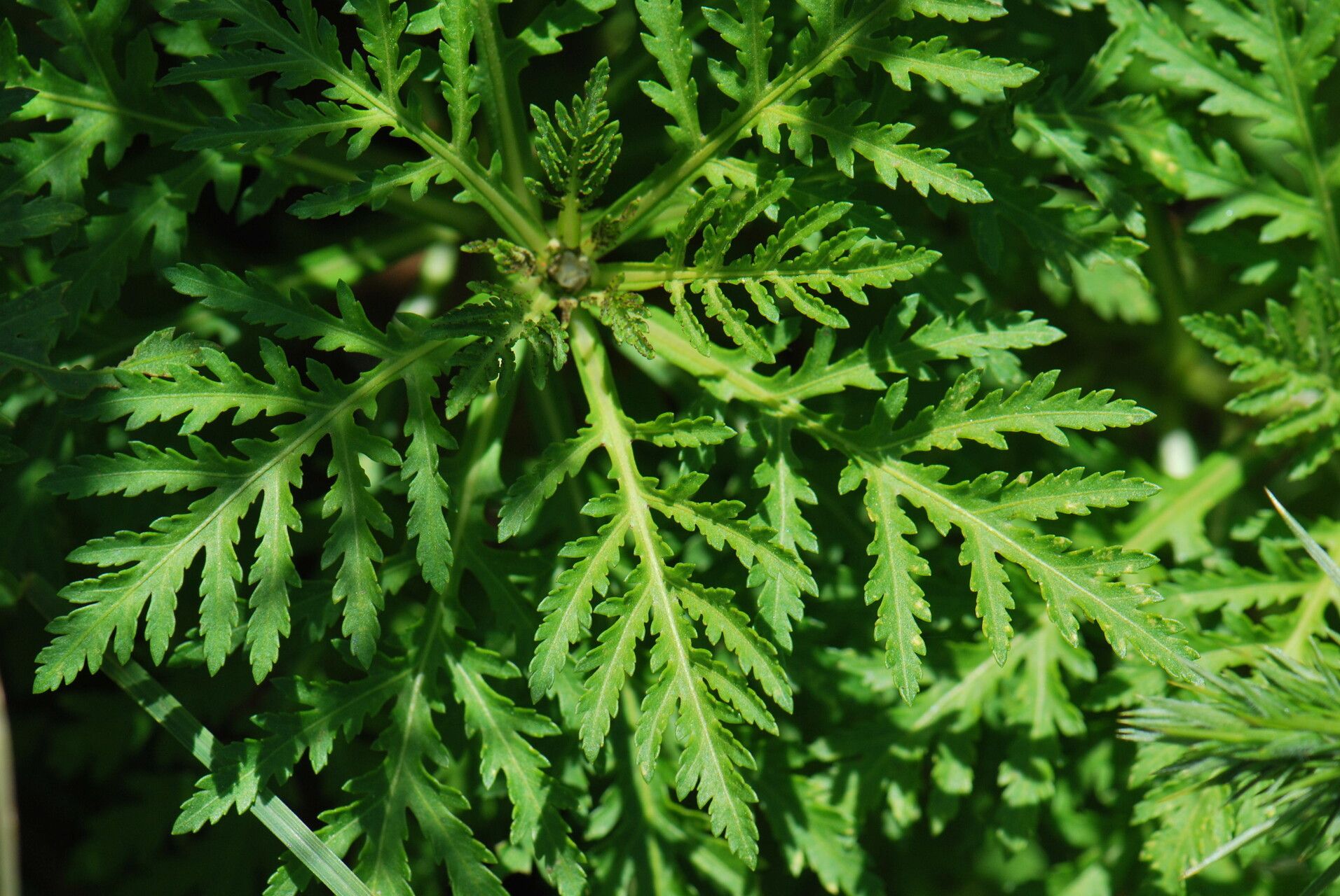 Argyranthemum dissectum