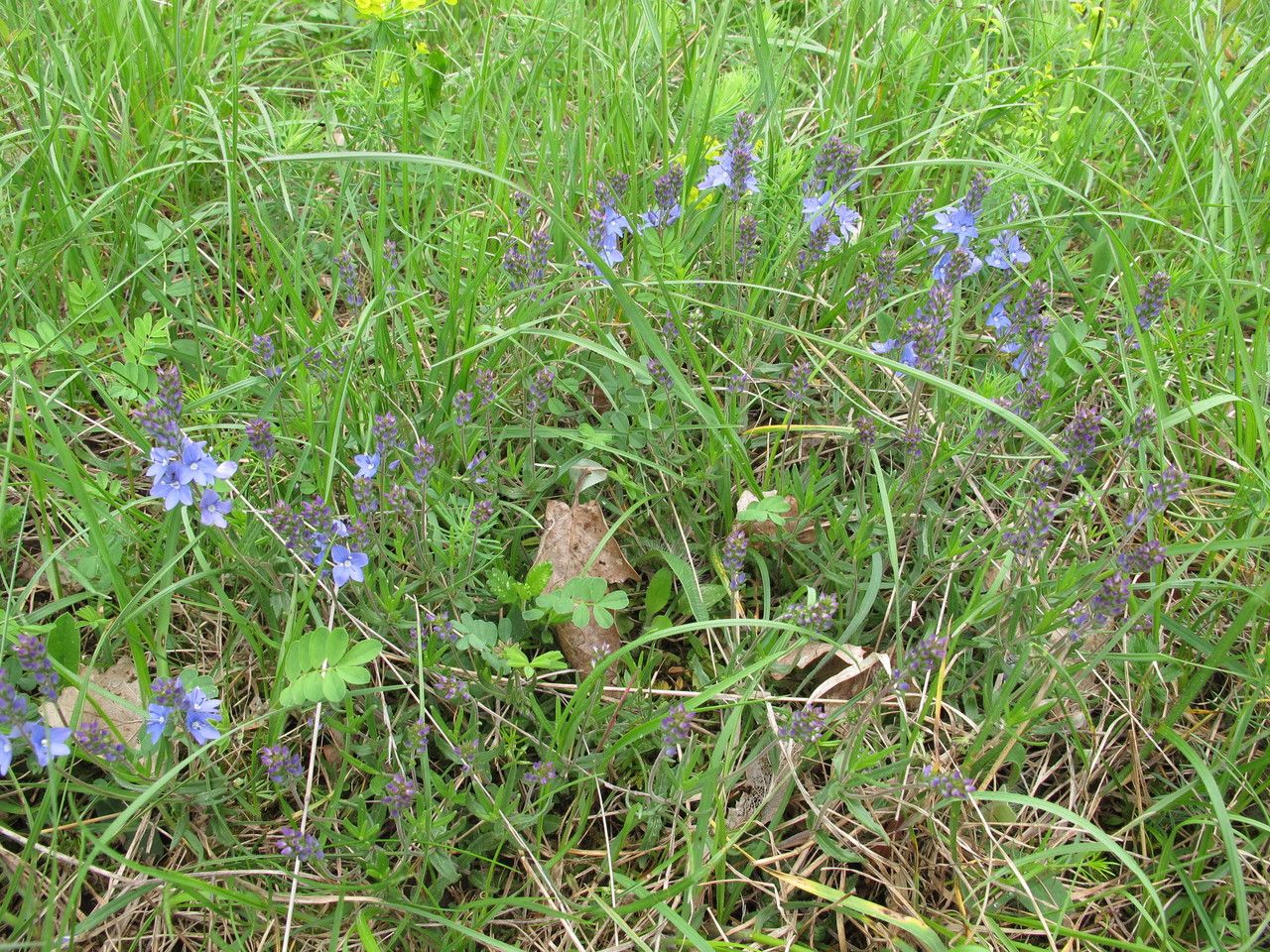 Veronica satureiifolia habit