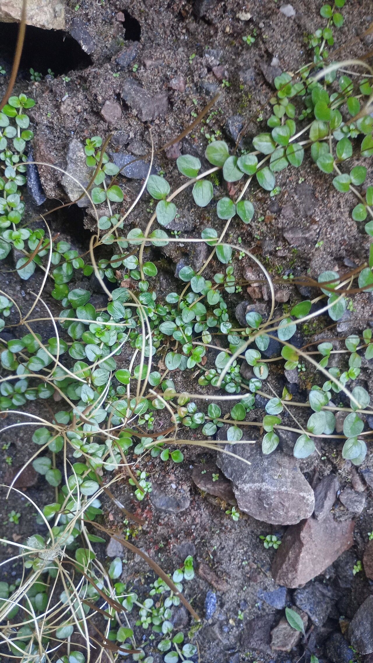 Epilobium brunnescens fruit