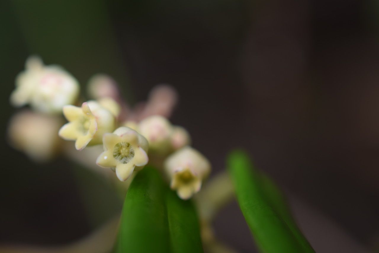 Leichhardtia mackeeorum flower