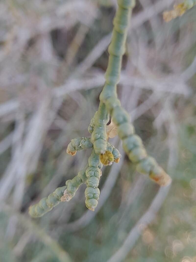 Haloxylon persicum — search result for 'Egypt'