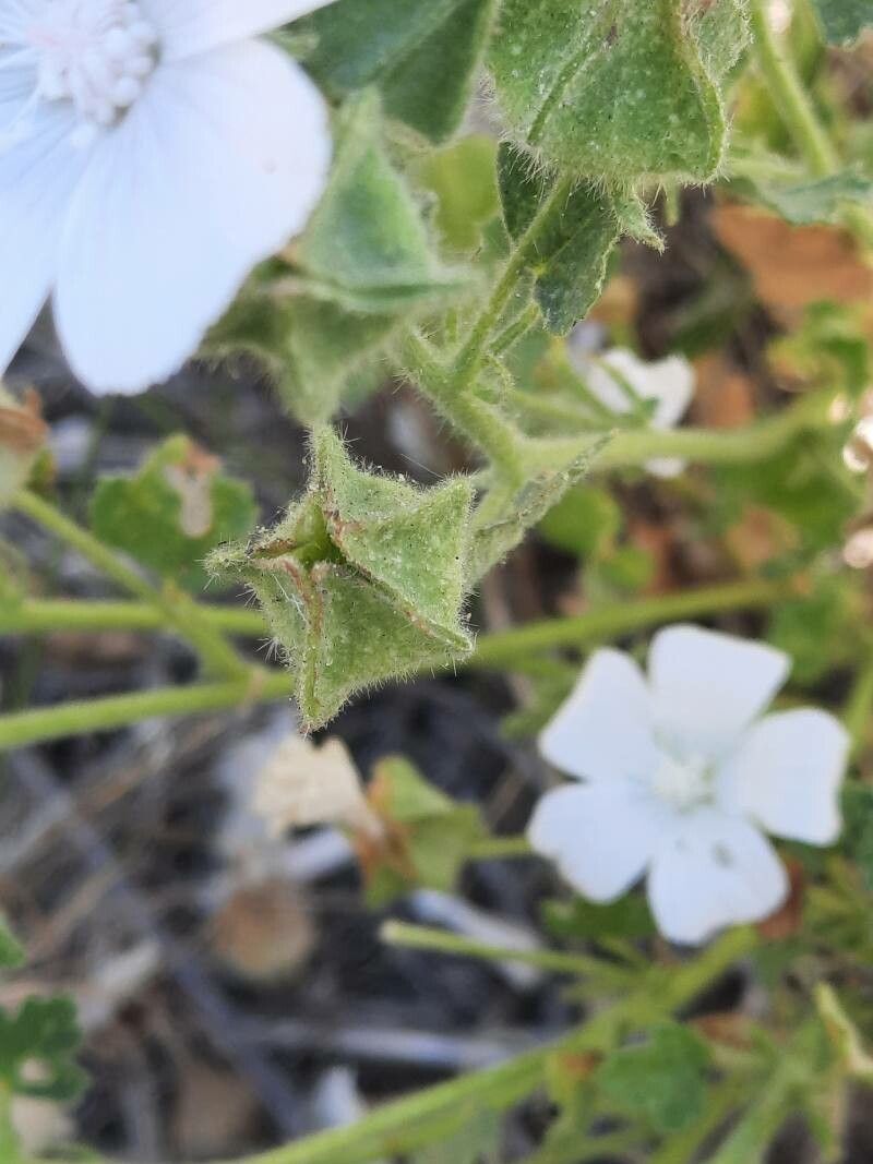 Malva hispanica fruit