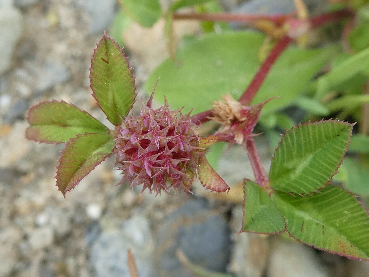 Trifolium glomeratum fruit