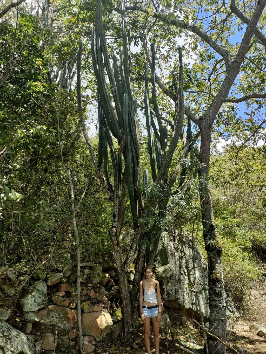 Stenocereus griseus habit