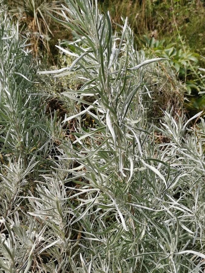 Artemisia cana — search result for 'Artemisia'
