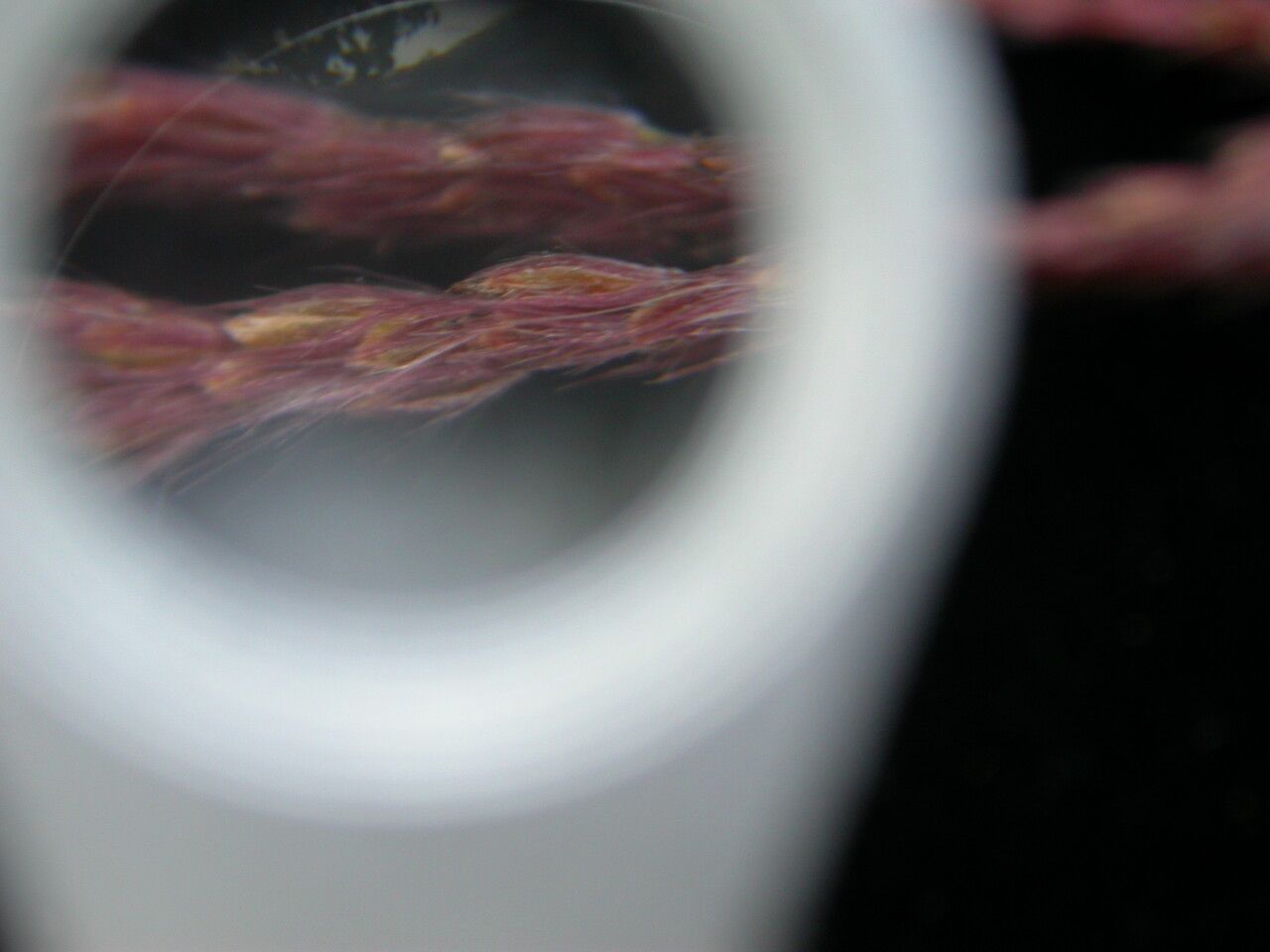 Saccharum narenga other