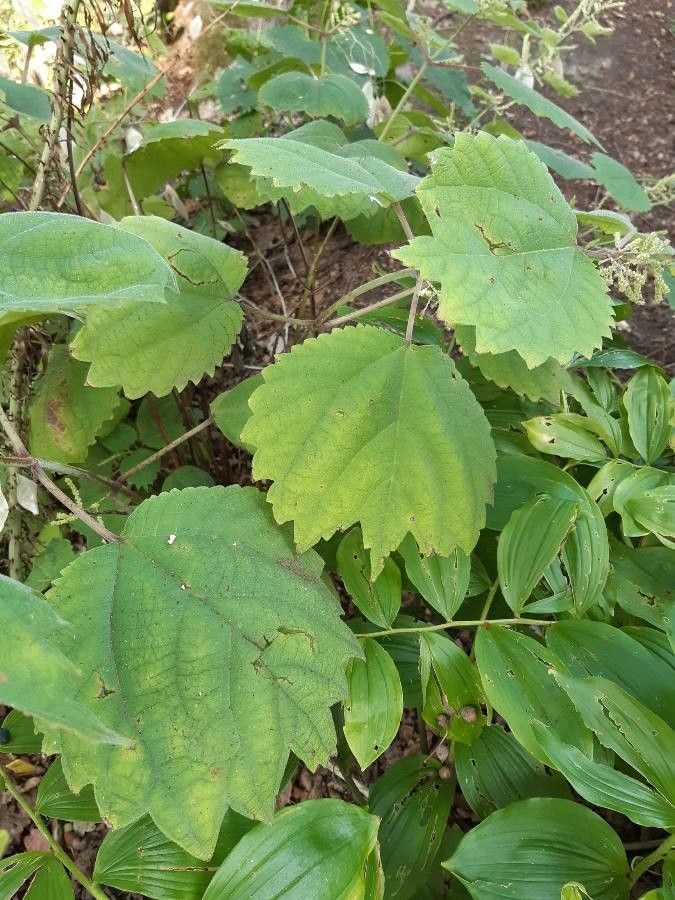 Boehmeria platanifolia leaf
