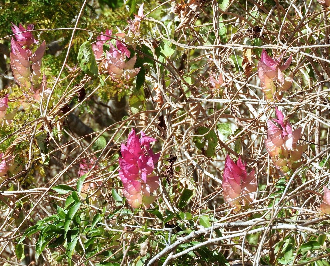 Ipomoea wrightii habit