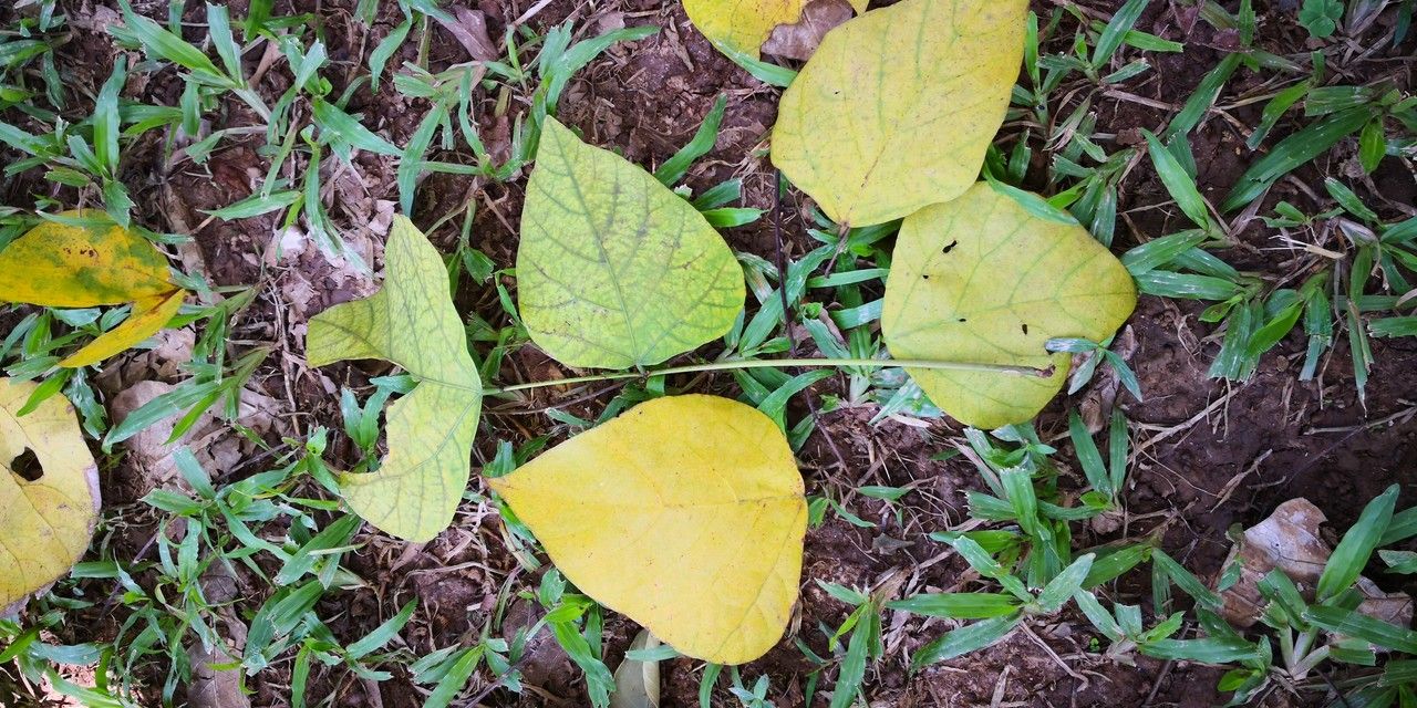 Erythrina stricta — search result for 'Erythrina'