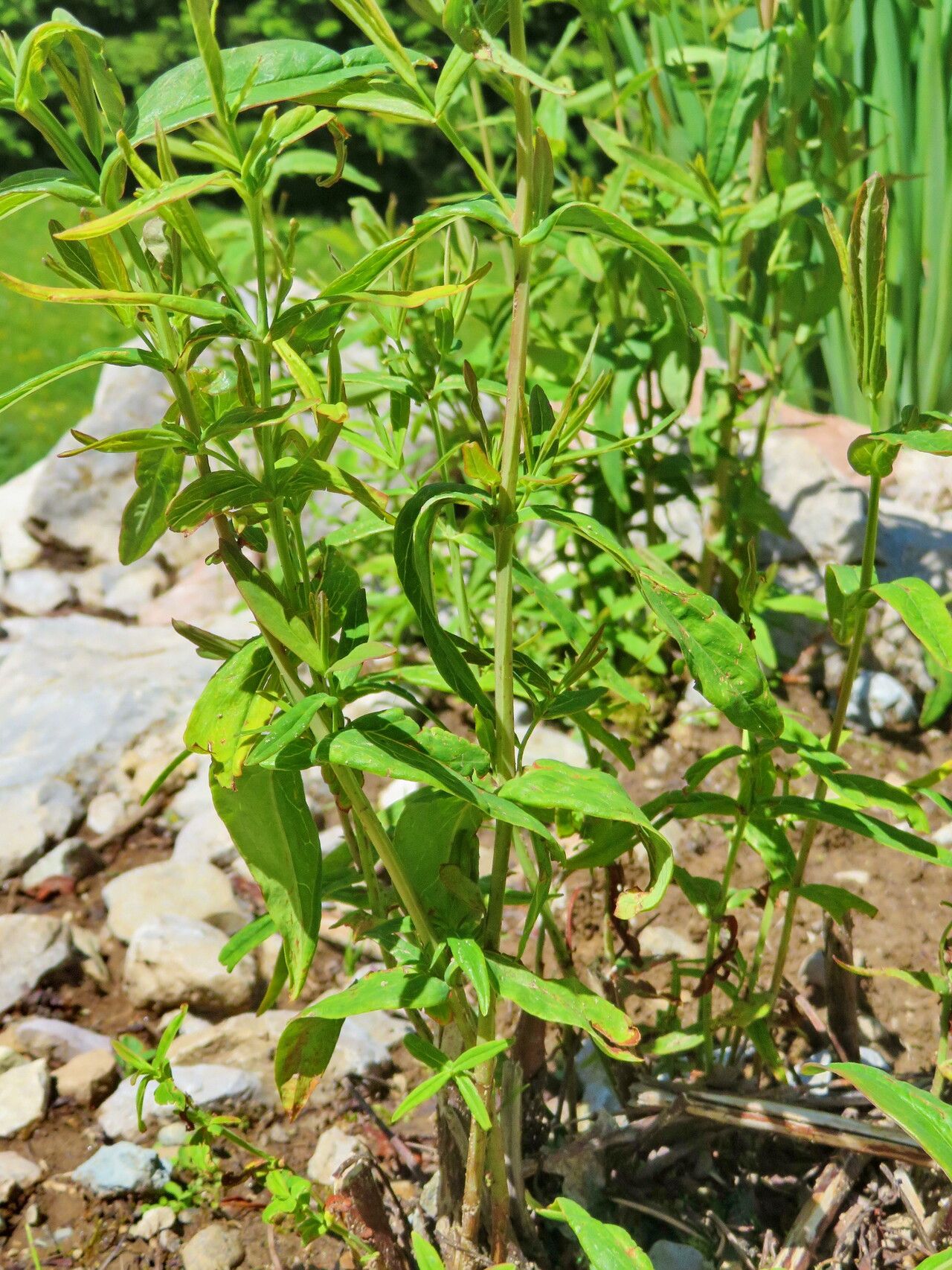Hypericum przewalskii — houseplant care guide