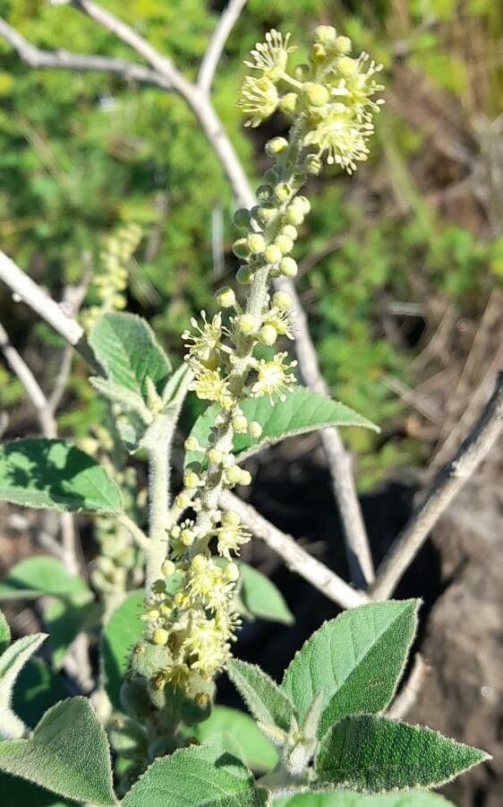 Croton lachnostachyus flower