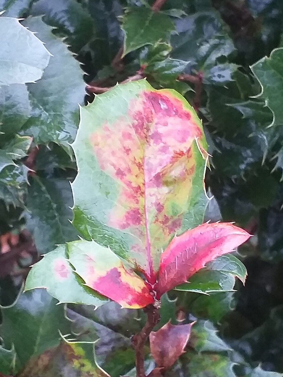 Berberis × neubertii leaf