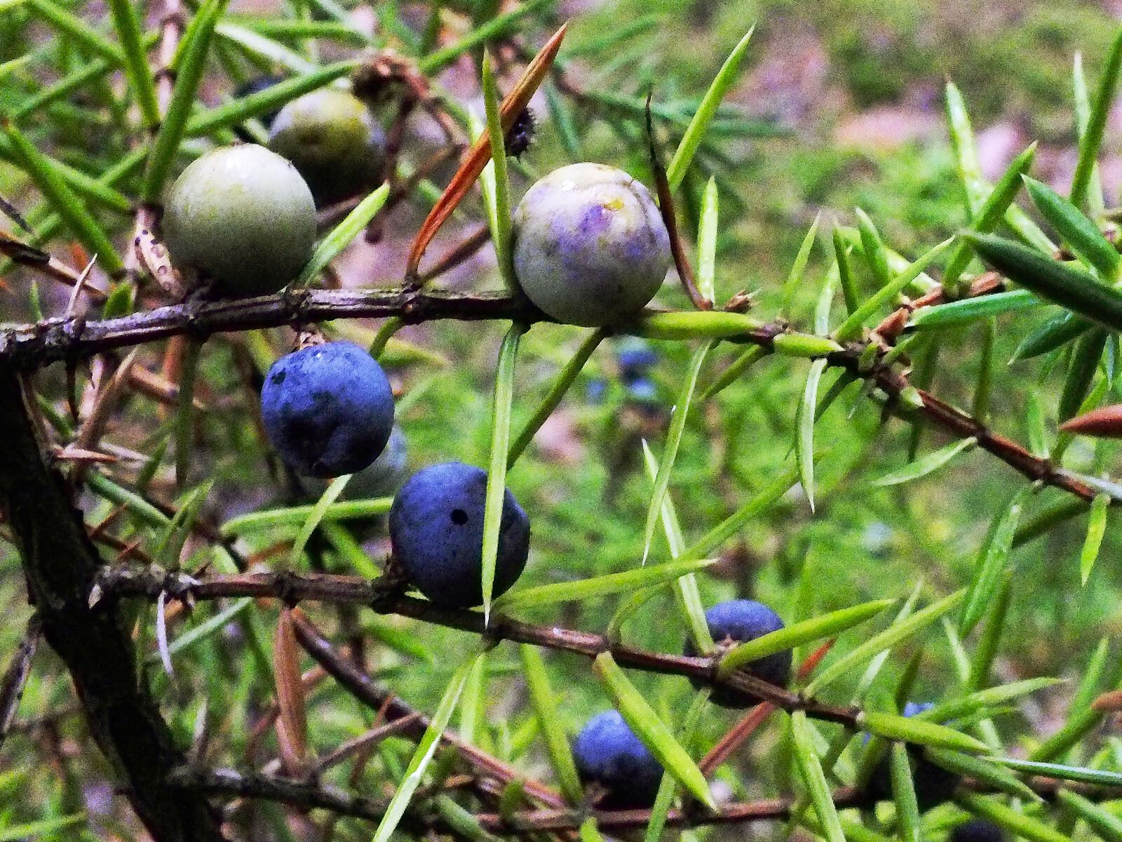 Juniperus rigida fruit