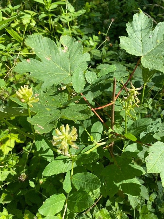Astragalus glycyphyllos leaf