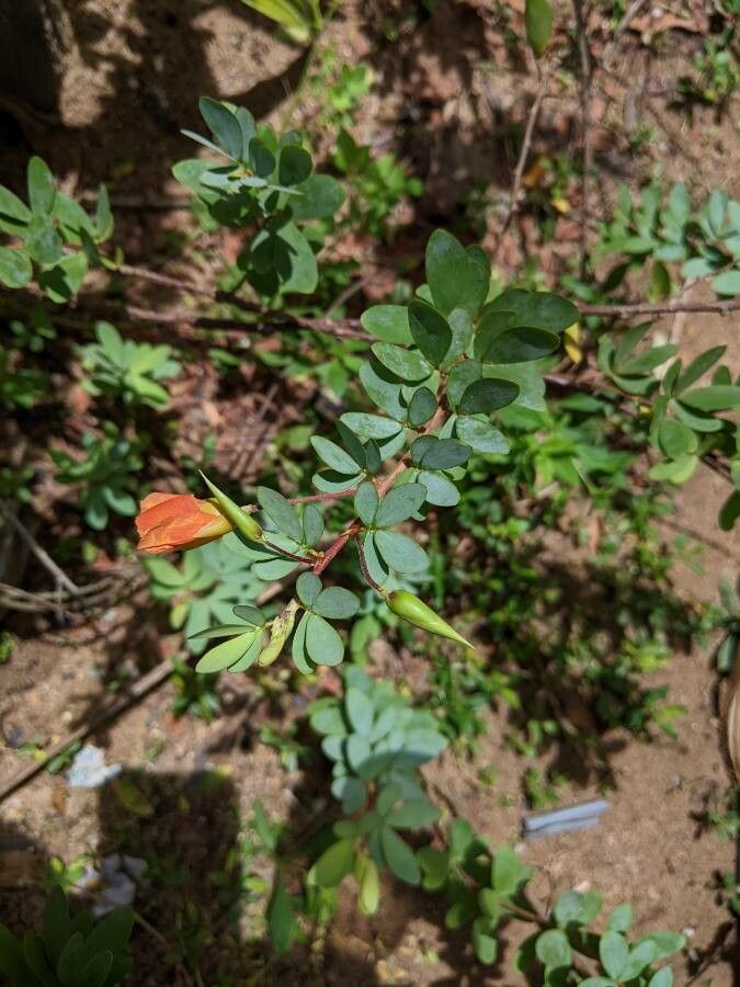 Chamaecrista desvauxii flower