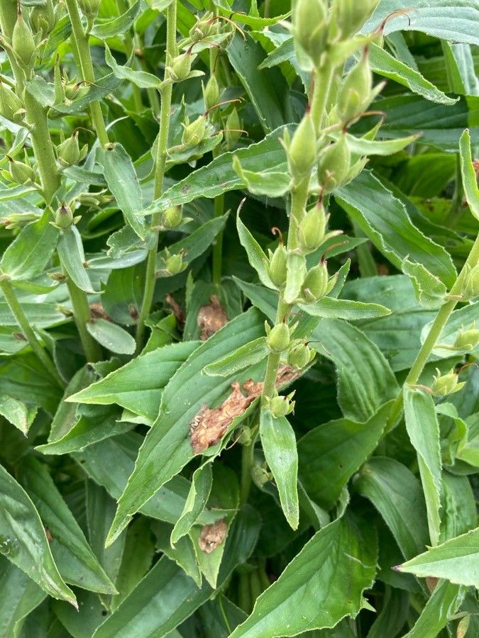 Digitalis grandiflora — maintenance medium houseplant