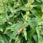 Digitalis grandiflora