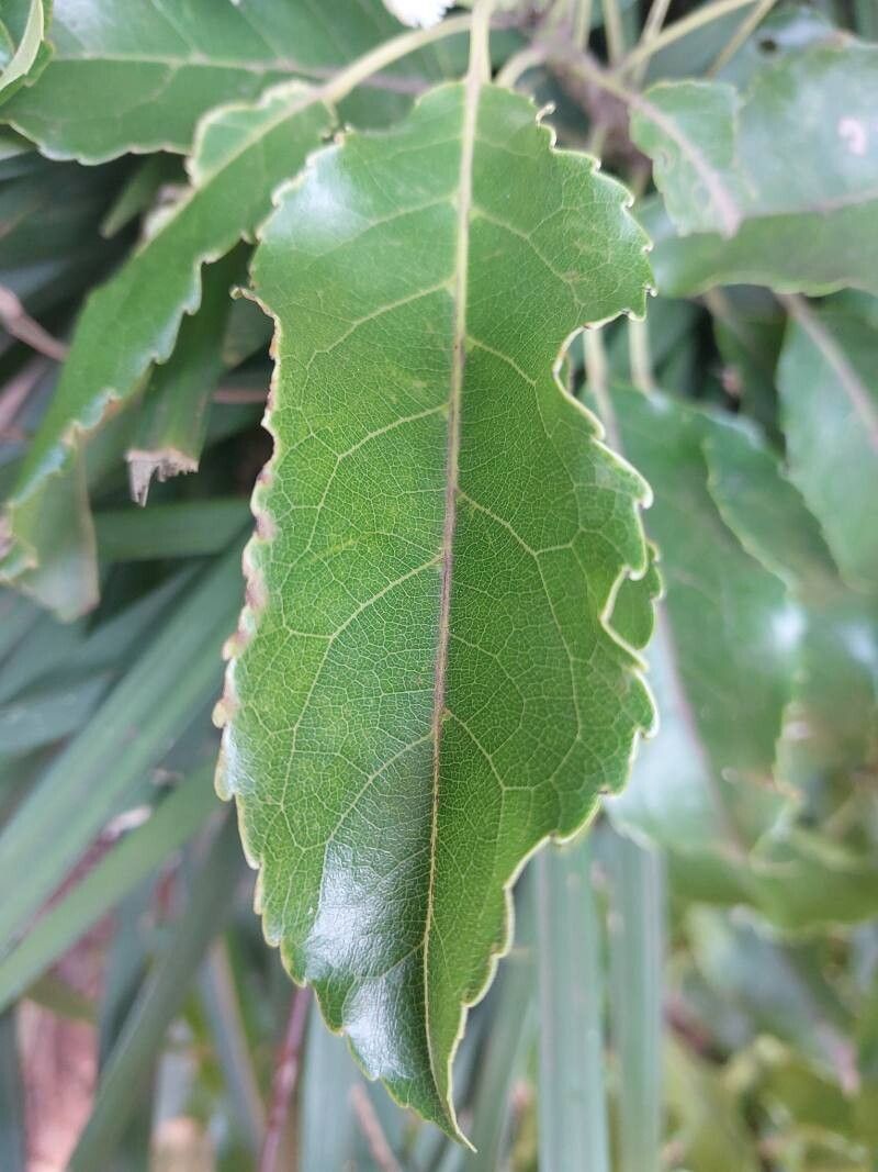 Elaeocarpus subserratus leaf