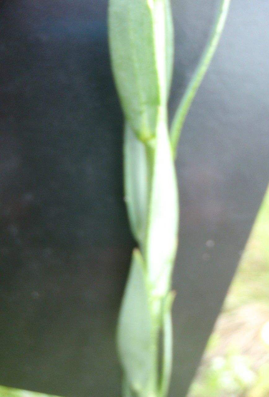 Linaria genistifolia bark
