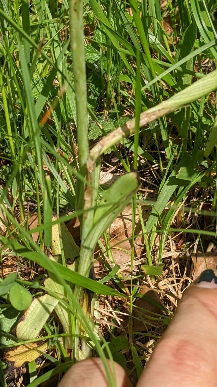 Ophrys apifera — related species from the same genus
