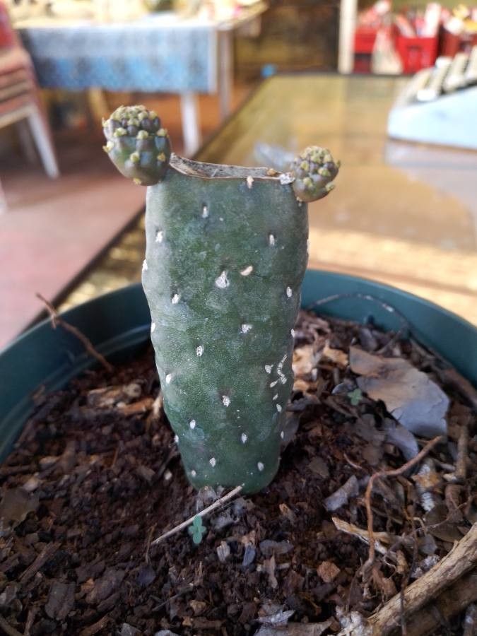 Consolea rubescens bark