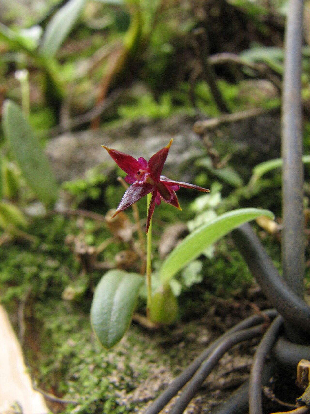Bulbophyllum vanum habit