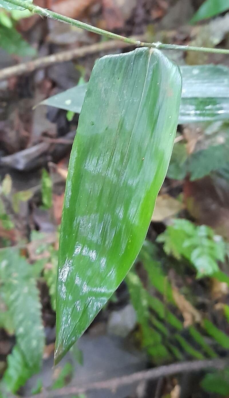 Olyra humilis — related species from the same genus