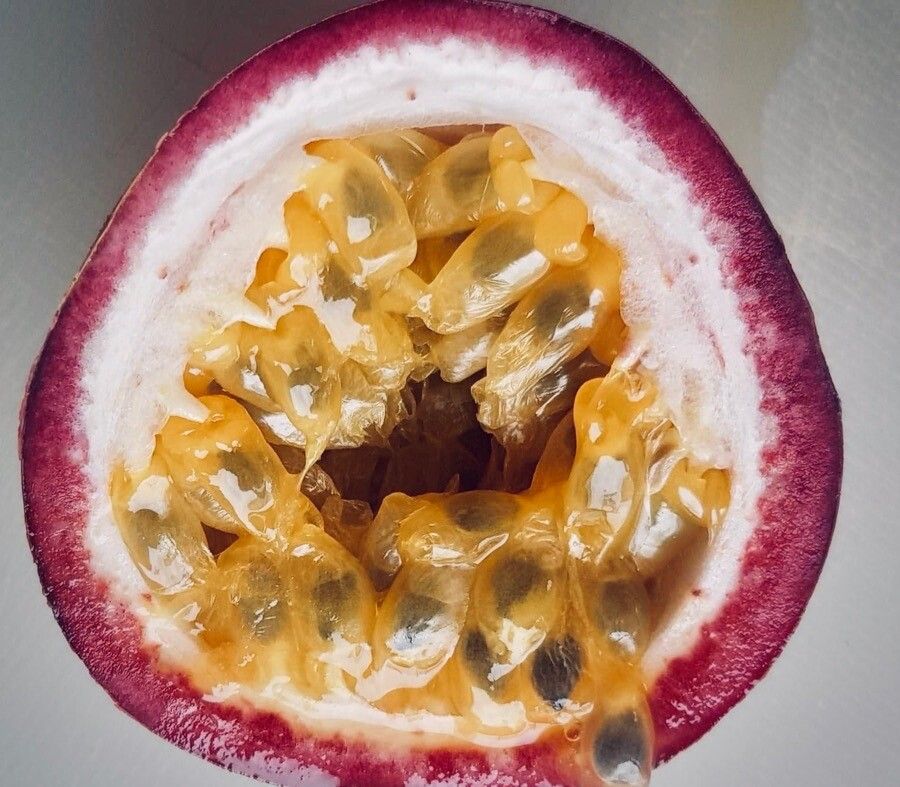 Passiflora adenopoda fruit