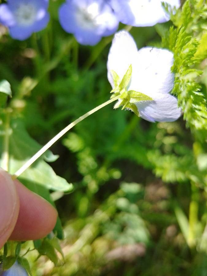 Nemophila phacelioides other