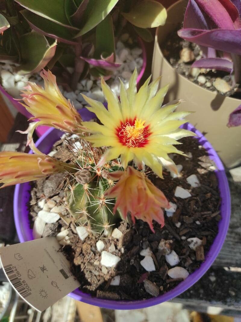 Parodia ottonis — search result for 'Parodia'