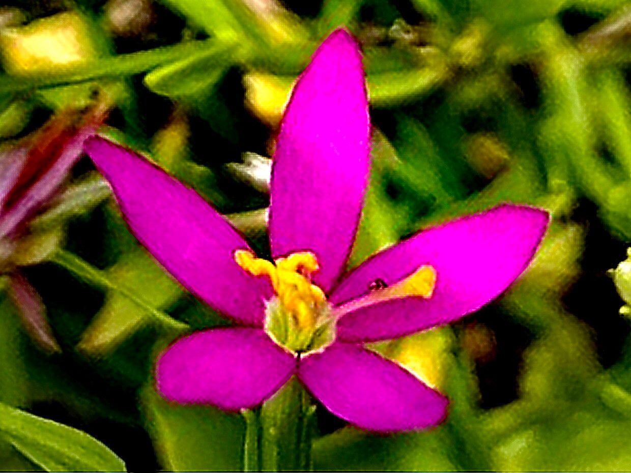 Zeltnera calycosa — houseplant care guide