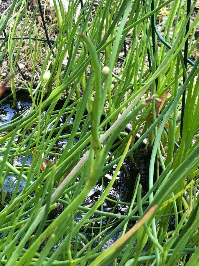 Scorzonera fistulosa — search result for 'Scorzonera'