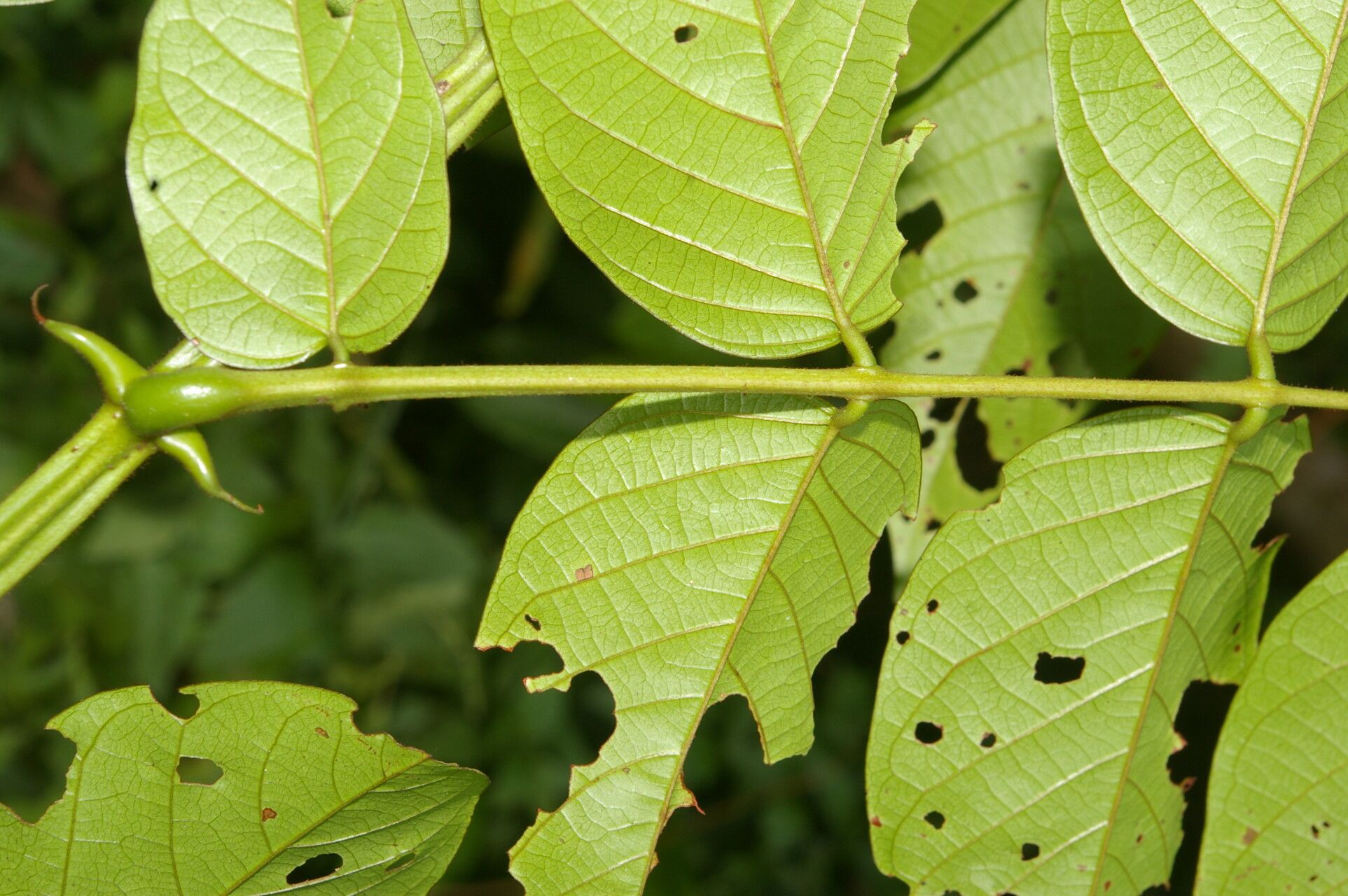 Senna spinescens — search result for 'Senna'