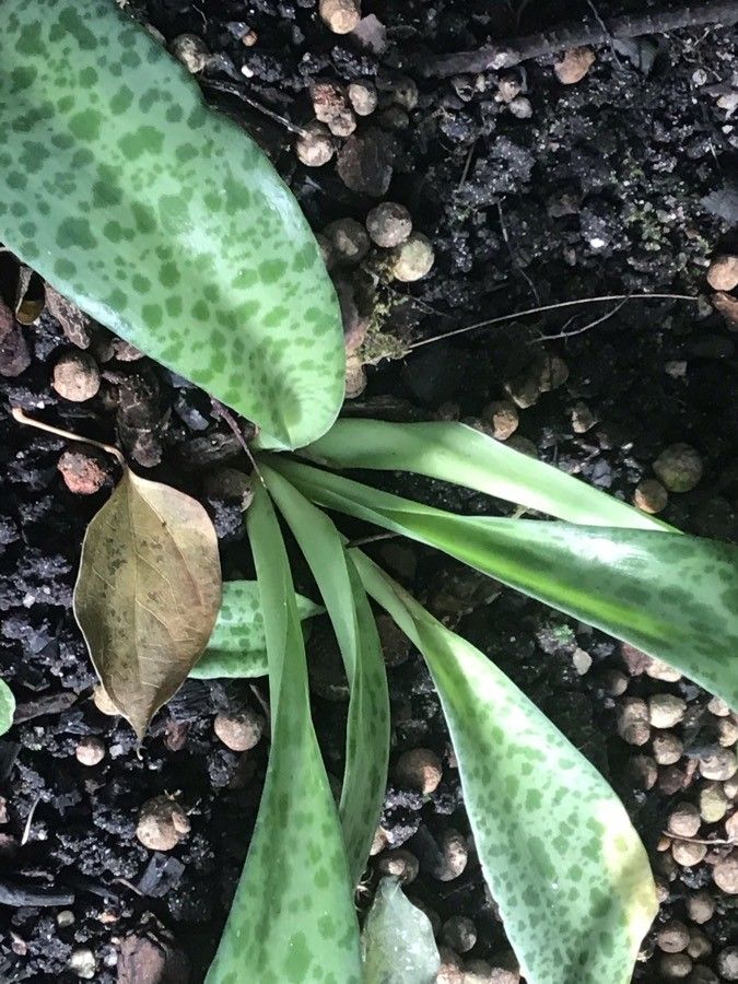 Drimiopsis botryoides